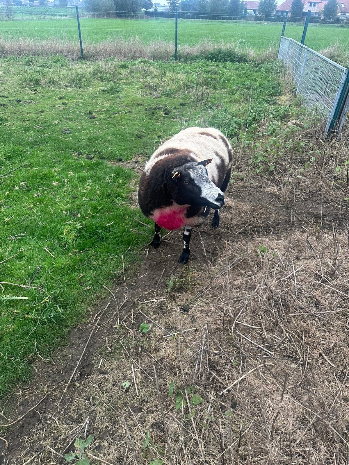 Baggerbonte dekram, Dieren en Toebehoren, Mannelijk, Schaap, 3 tot 5 jaar
