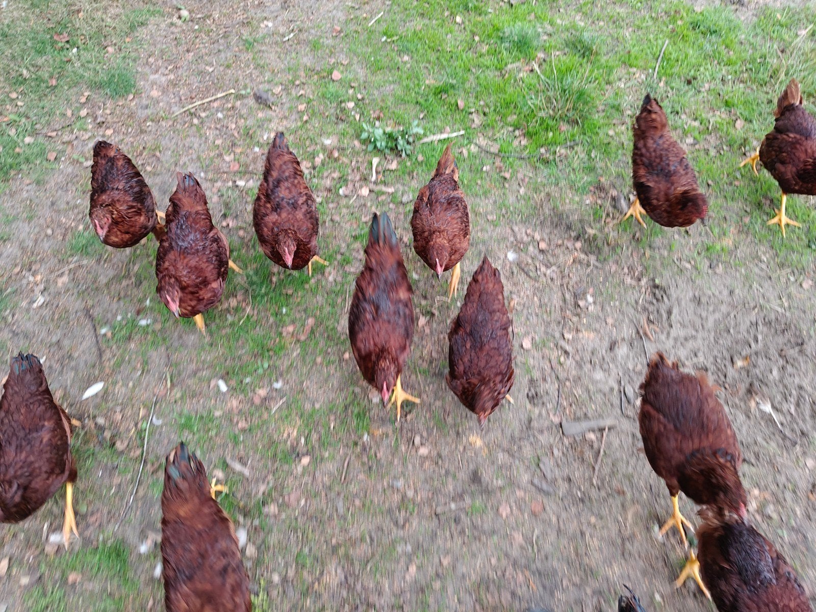 Haantjes Rhode Island Red, Dieren en Toebehoren