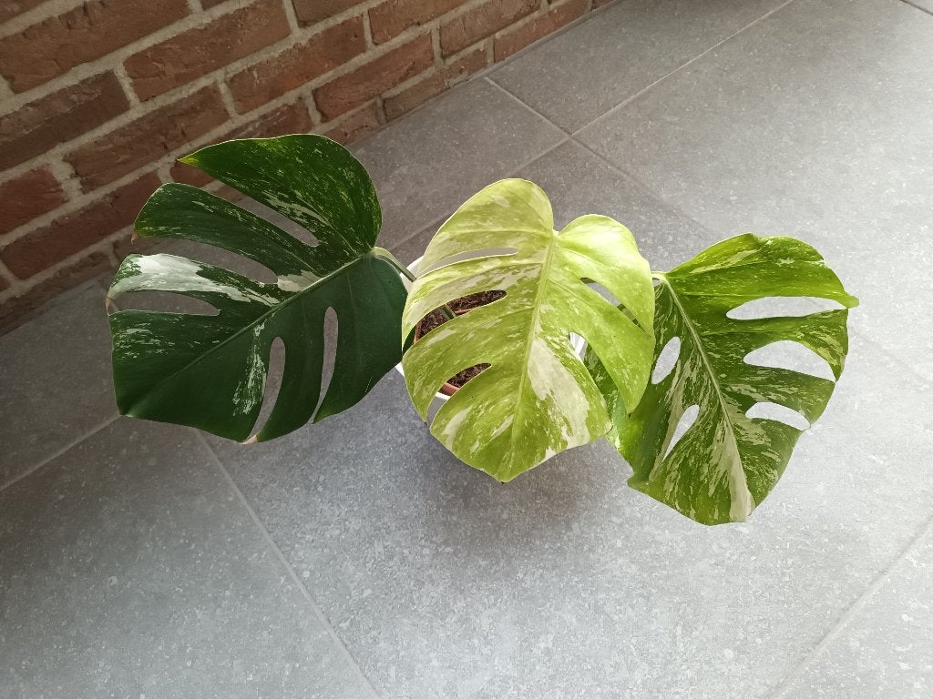 Monstera variegata, Huis en Inrichting, Ophalen, Overige soorten, Minder dan 100 cm
