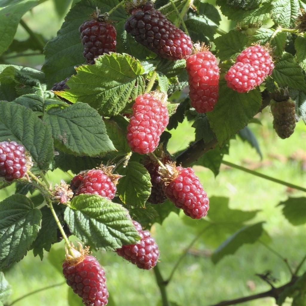 Tayberry planten, Volle zon, Vaste plant, Ophalen of Verzenden, Zomer