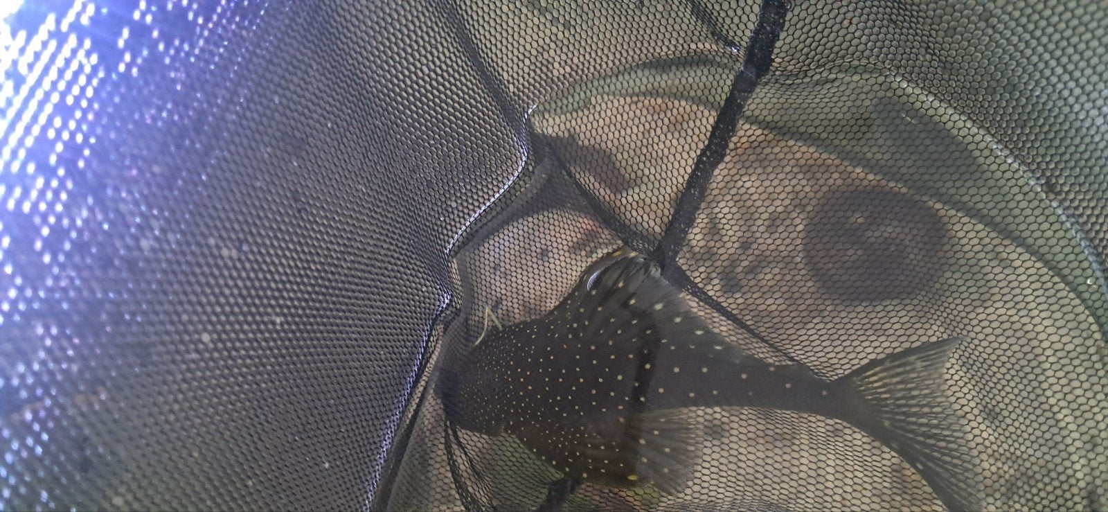 Blue phantom pleco, Animaux & Accessoires