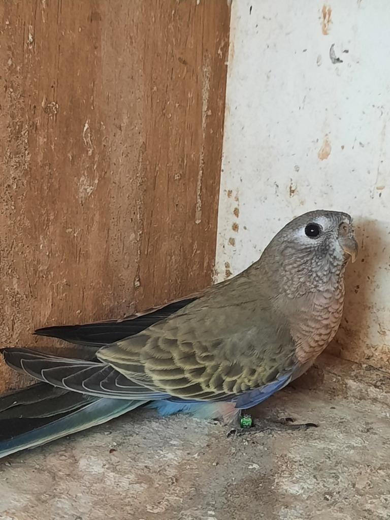Bourke, Plusieurs animaux, Perruche, Bagué