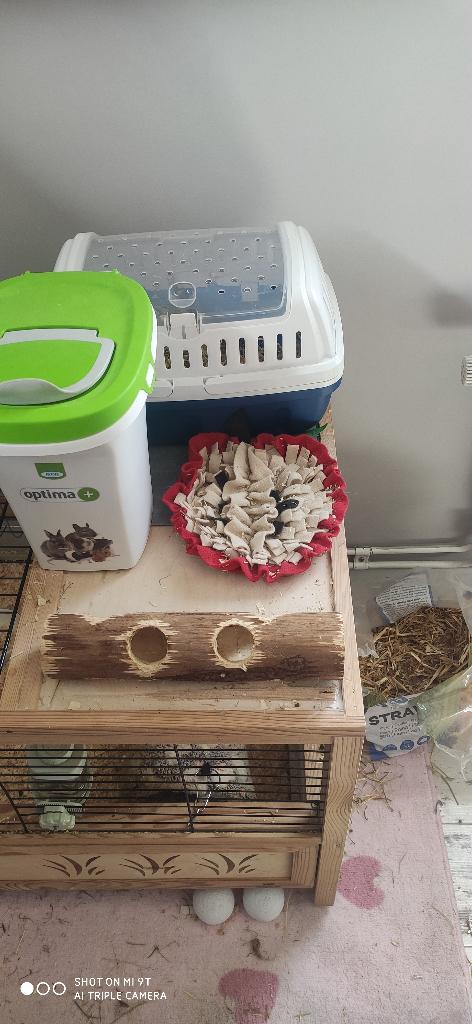 Cavias, Dieren en Toebehoren, Knaagdieren, Maart, Vrouwelijk, Cavia