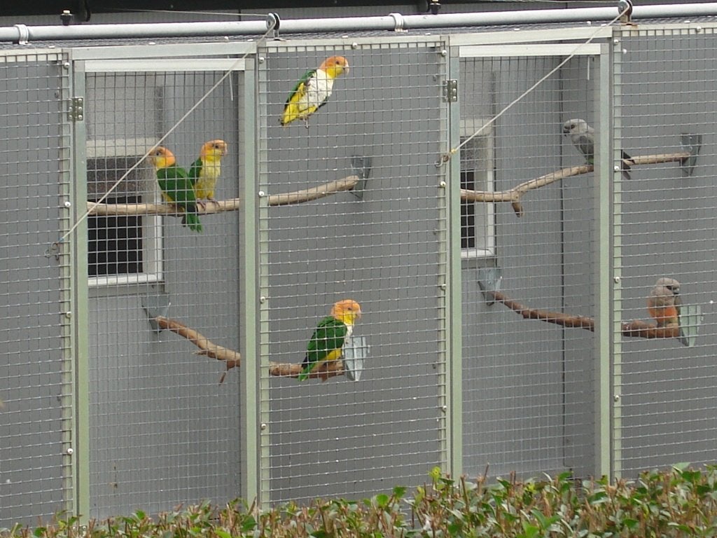 Pop Geeldij-roestkopcaique/papegaai., Femelle, Perroquet, Bagué