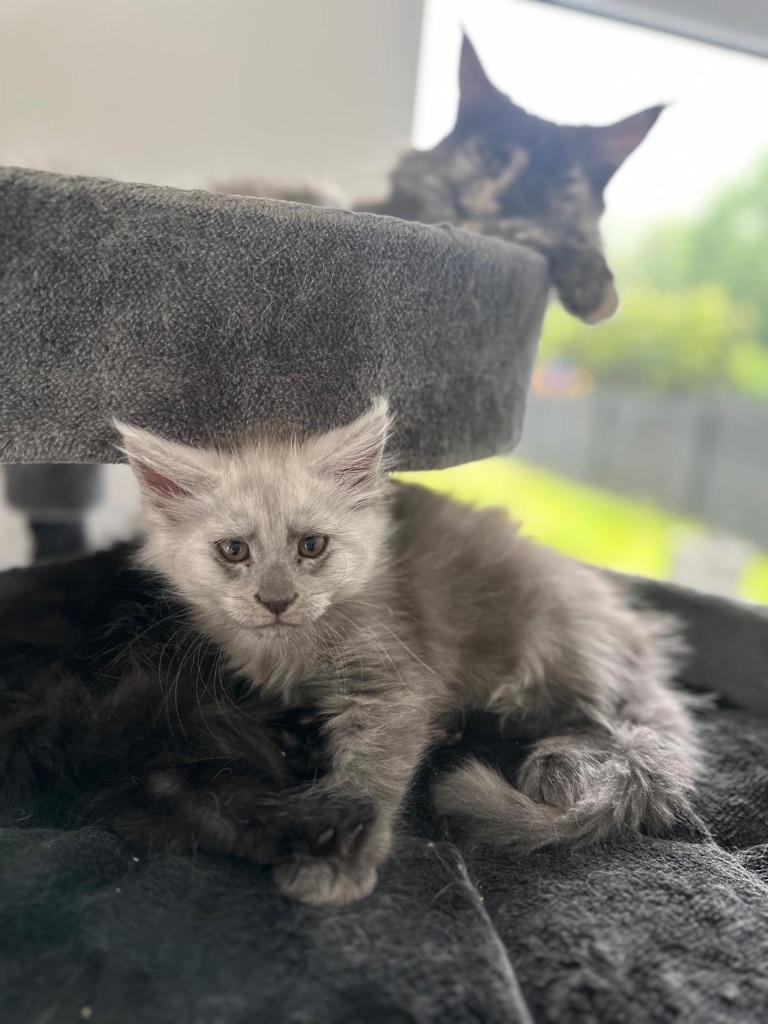 Prachtige Maine Coon kittens met stamboom, Chat, Avec pedigree, 0 à 2 ans