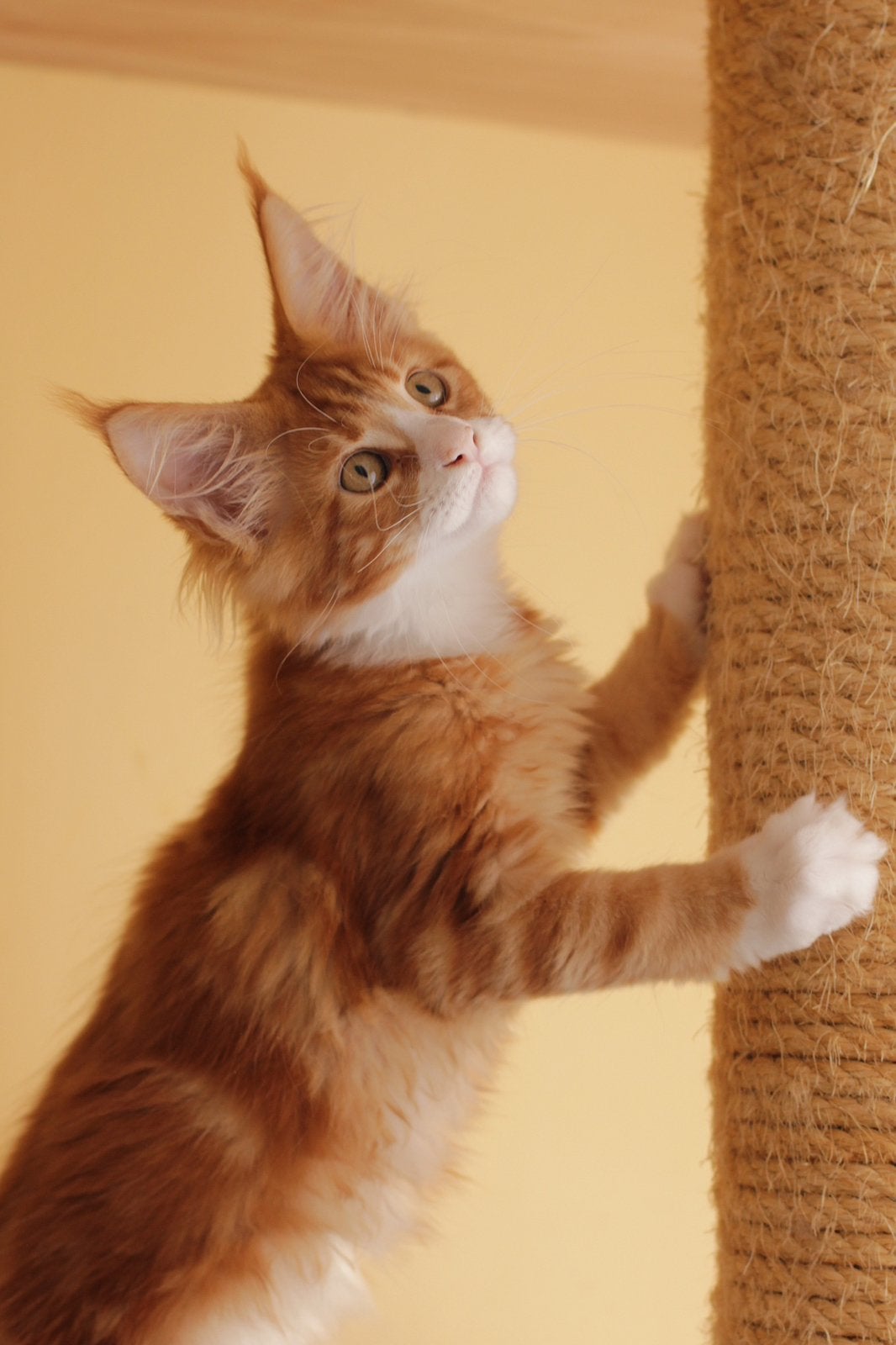 Maine Coon kittens: officiële stamboom, kampioensbloedlijnen, Dieren en Toebehoren, Meerdere dieren, Met stamboom, 0 tot 2 jaar