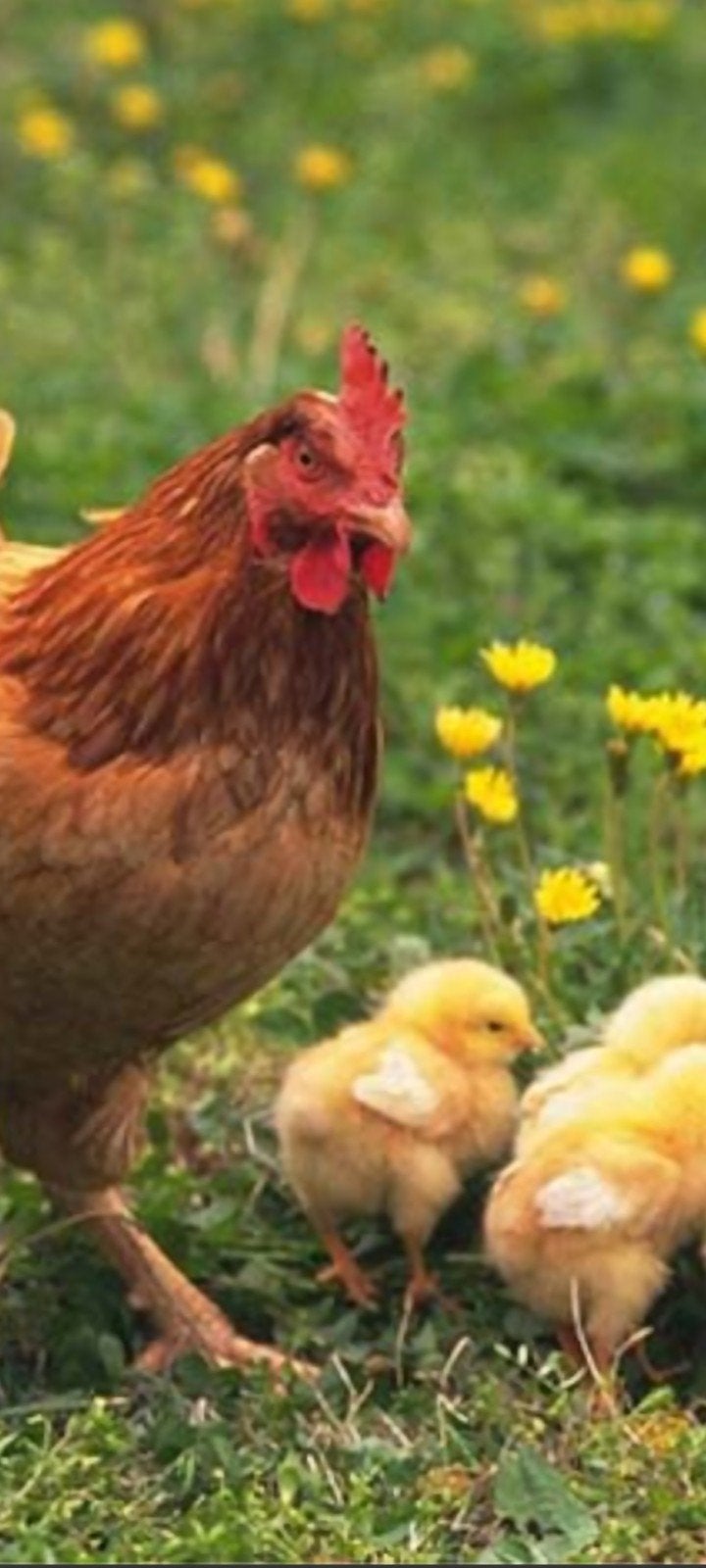 Ik zoek paar kippen, Dieren en Toebehoren, Pluimvee