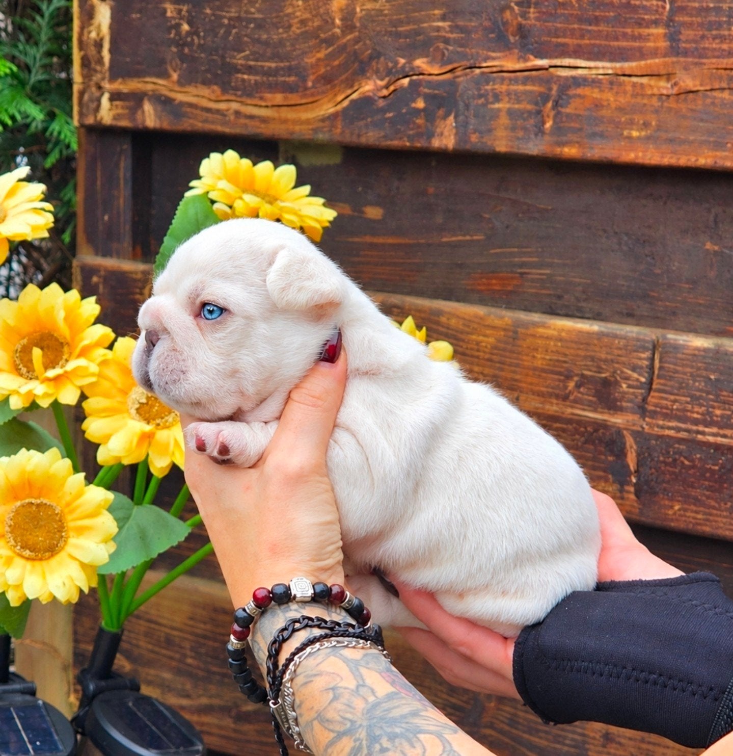 Franse bulldog pups (unieke combinatie)laatste pupje!, Dieren en Toebehoren, België, Fokker | Hobbymatig, 8 tot 15 weken, CDV (hondenziekte)