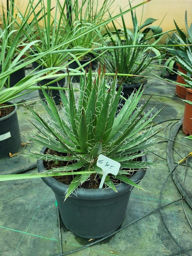 Agave filifera, 35/40, Enlèvement