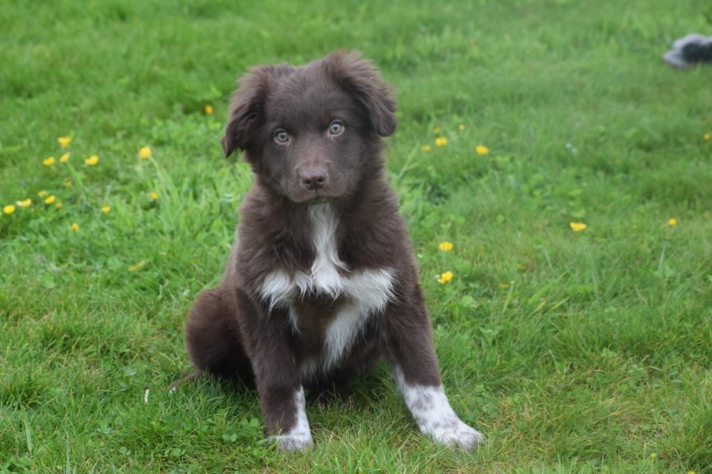 Chiots border collie, 15 semaines à 1 an, Chien (mâle), Hépatite contagieuse (maladie de Rubarth), Belgique