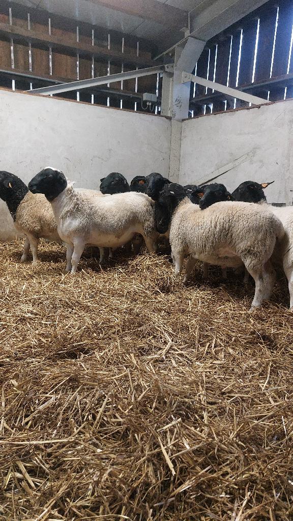 Agneaux Dorper de haute génétique –lignée du bélier Neubresh, Plusieurs animaux, Mouton, 0 à 2 ans