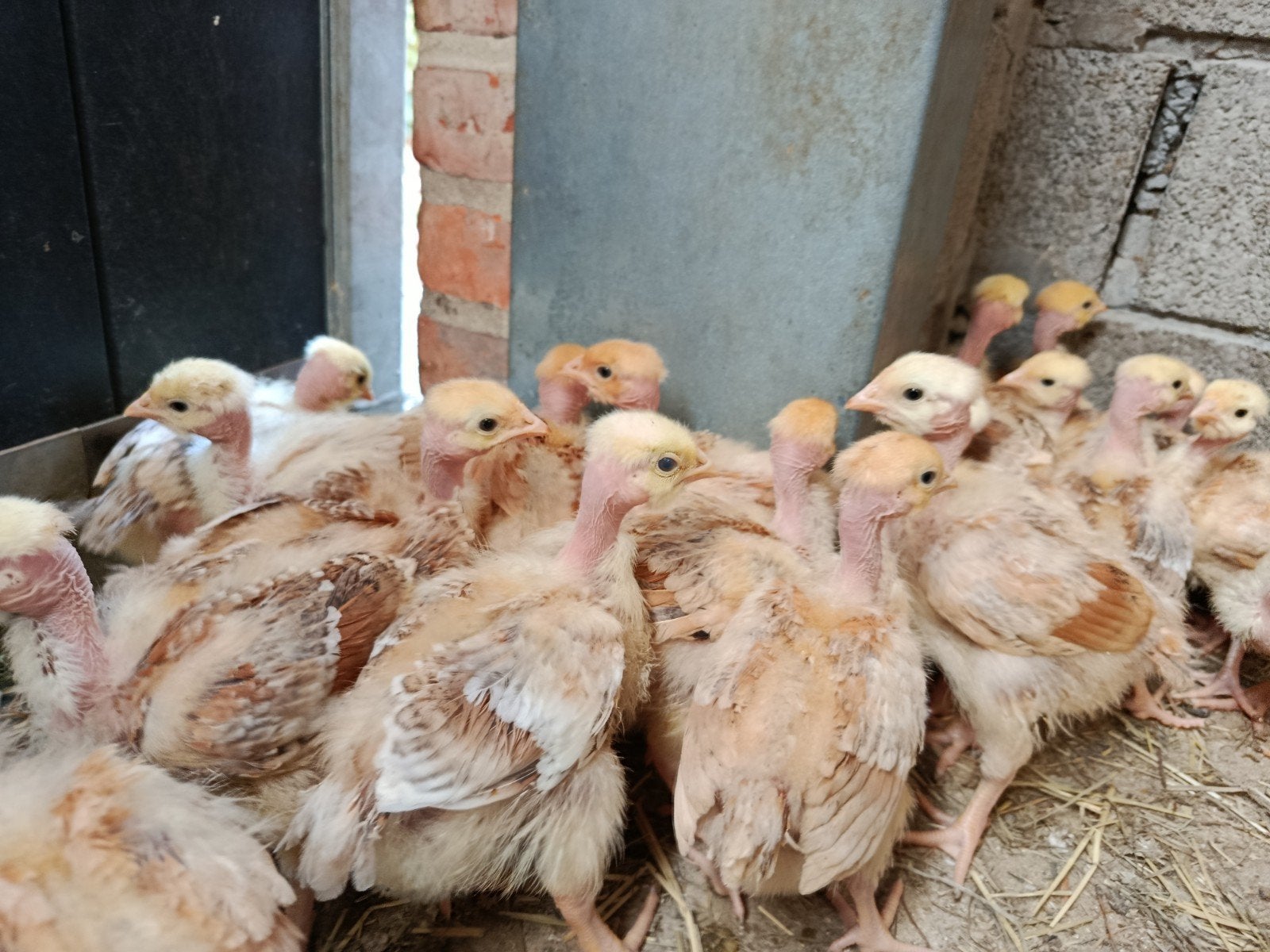 22 naakthalskuikens hennen !!!!, Dieren en Toebehoren, Pluimvee