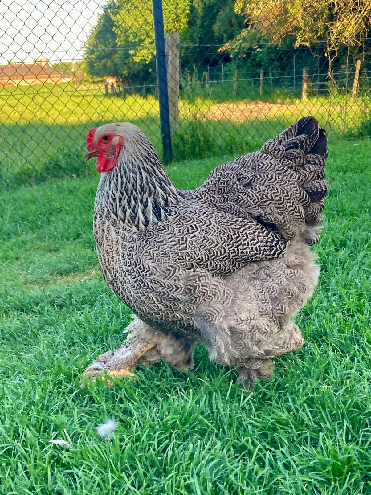 Brahma zilverpatrijs trio, Dieren en Toebehoren, Pluimvee, Meerdere dieren, Kip