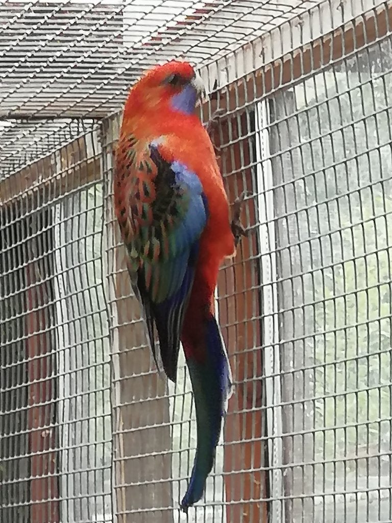 Penant rosella, Dieren en Toebehoren, Meerdere dieren, Parkiet, Geringd
