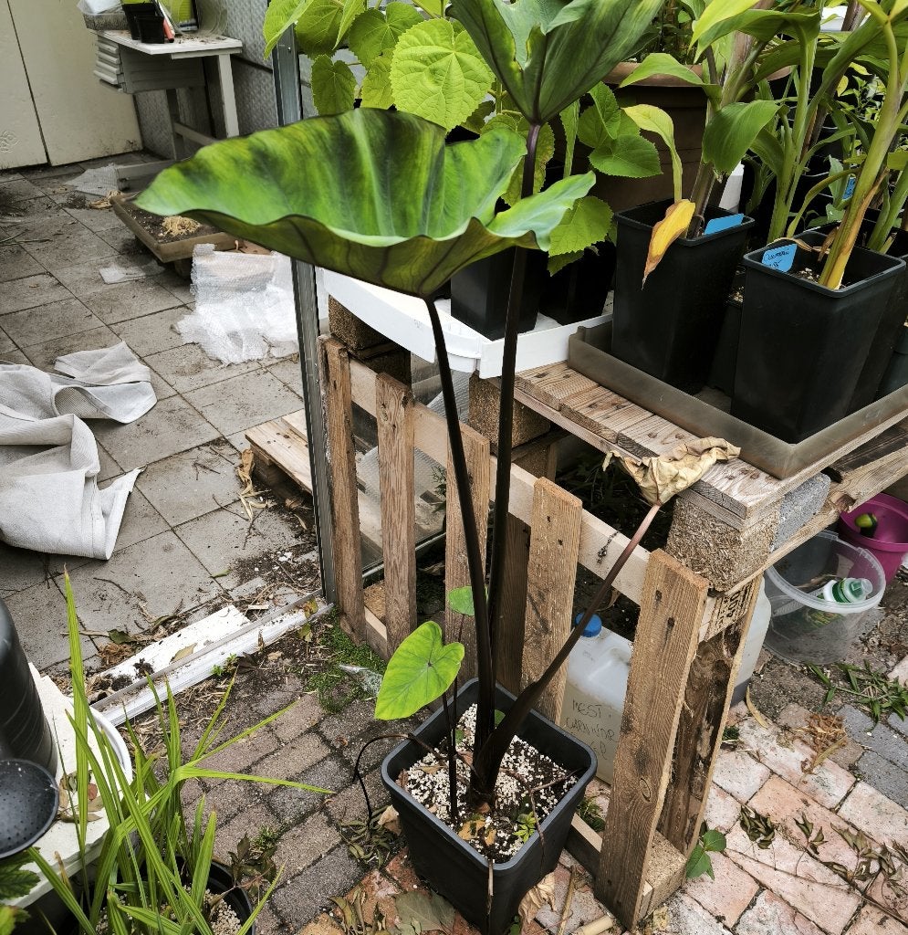 Exotische planten, Ophalen