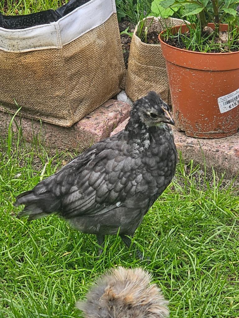 Kleur legger hen en haan 8 weken, Dieren en Toebehoren, Pluimvee, Vrouwelijk, Kip