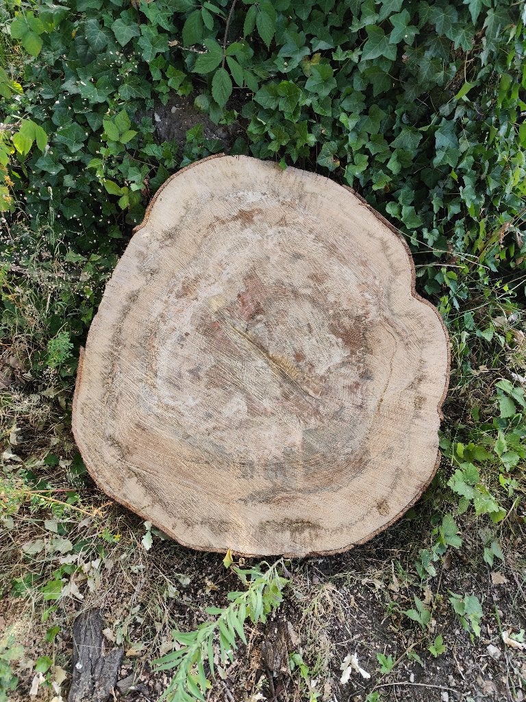 Boomstamschijven beuk, Ophalen, Overige typen, Nieuw, 50 mm of meer