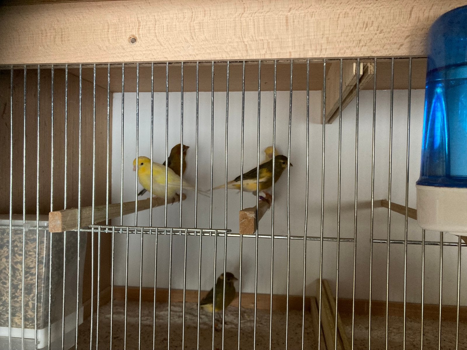 Jonge kanaries, Dieren en Toebehoren