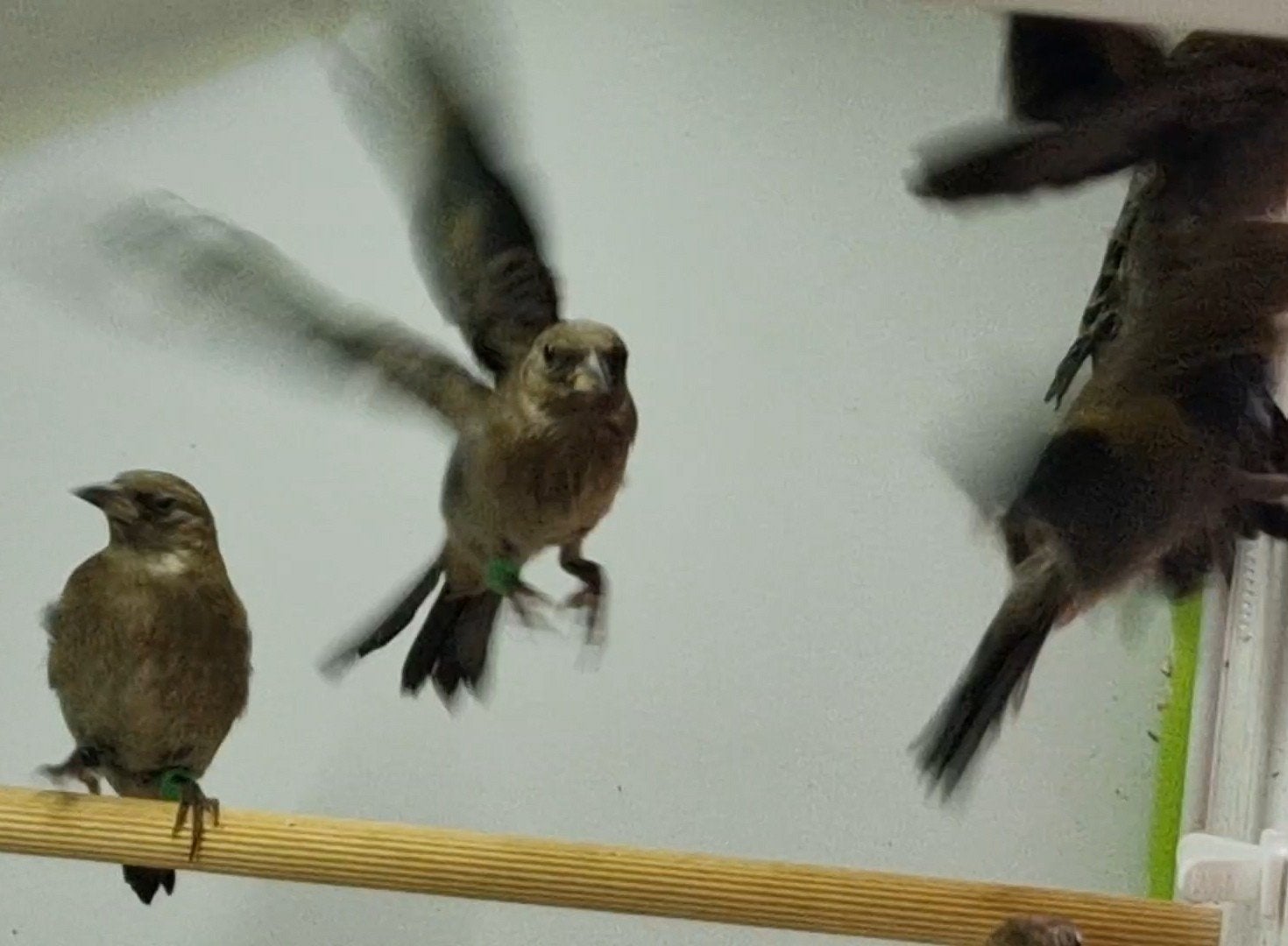 Chardonnerets noirs tres petites tailles en France, Plusieurs animaux, Oiseau chanteur sauvage, Domestique