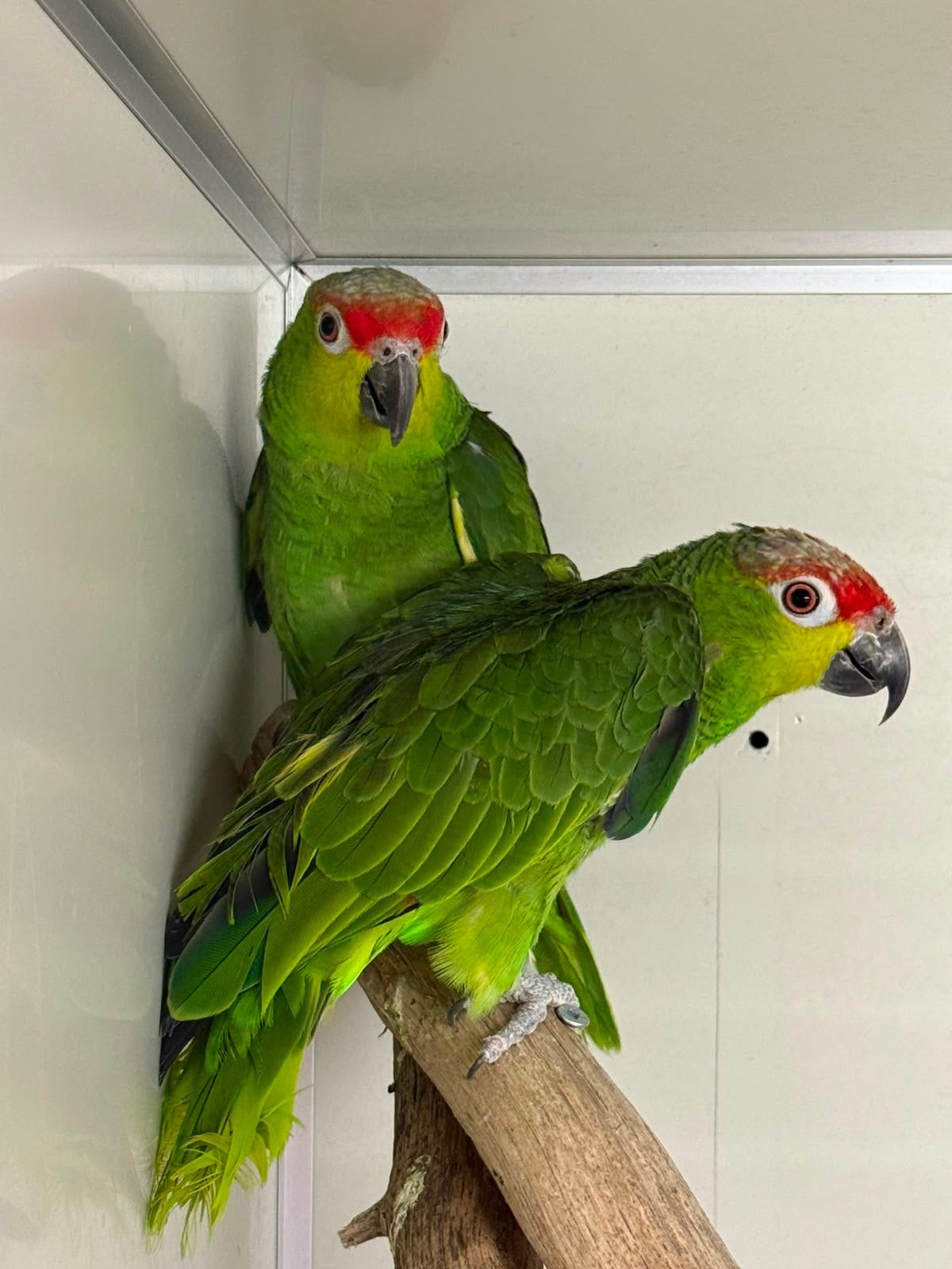 Koppel amazone lilacina, Dieren en Toebehoren, Meerdere dieren, Geringd