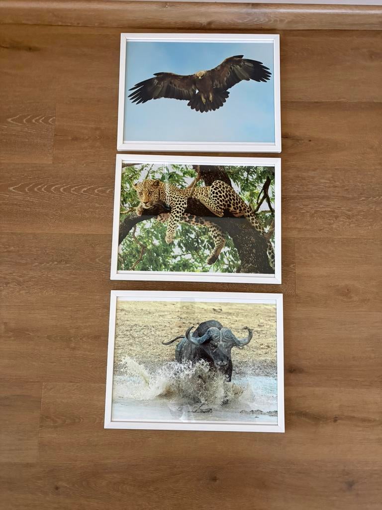 3 cadres animaux sauvages couleur 42x32, Moins de 50 cm, Enlèvement, Utilisé, Bois