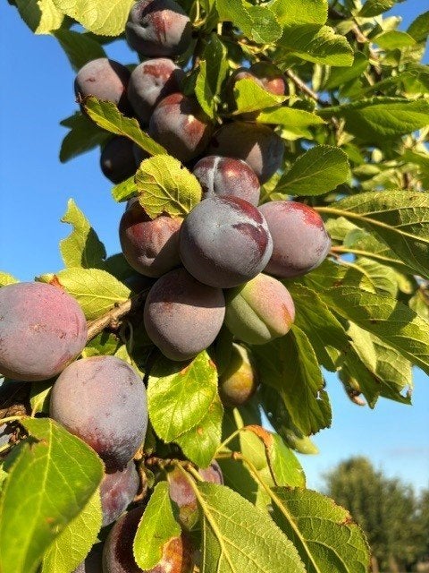Blauwe pruimen zoet natuurlijk geteeld !, Zakelijke goederen, Landbouw | Aardappelen, Groenten, Fruit en Vlees, Ophalen