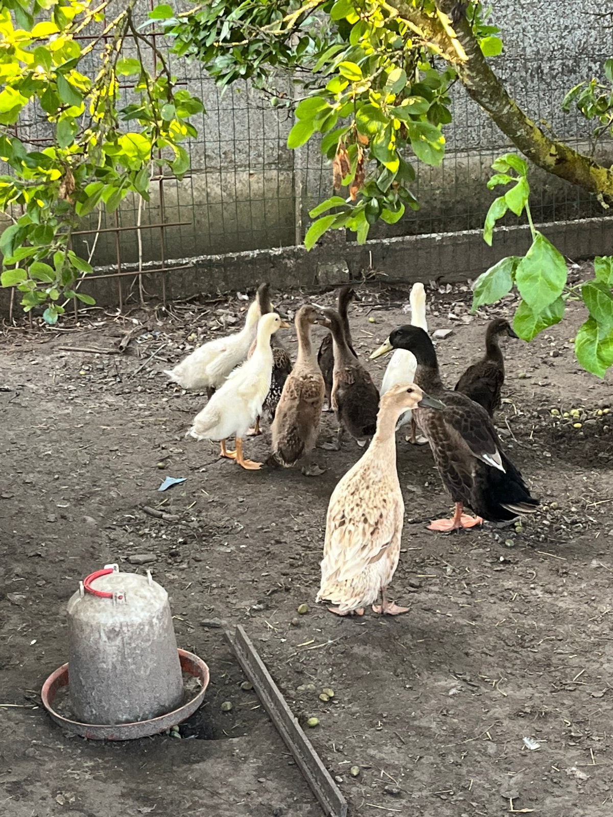 indische loopeenden, Plusieurs animaux, Canard