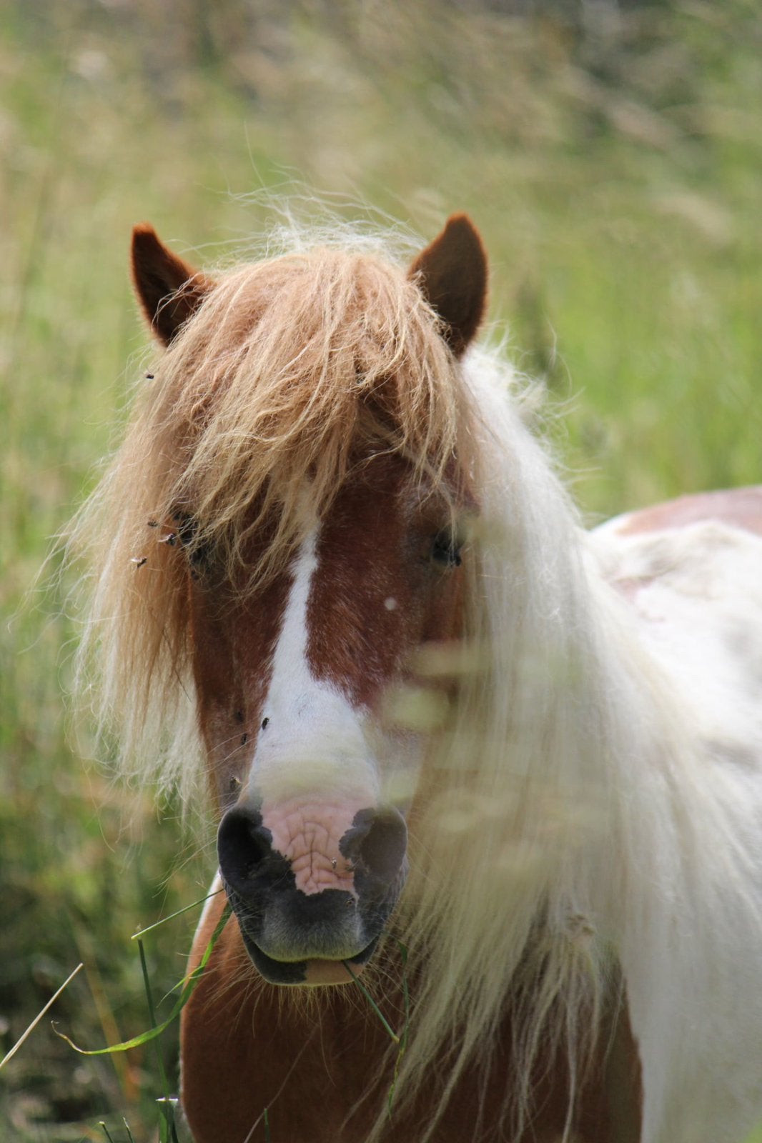 Zeer lieve shetlandpony merrie, Merrie, Niet van toepassing, A pony (tot 1.17m), Gechipt