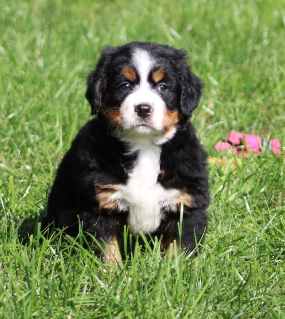 Berner Sennen pups, Dieren en Toebehoren, België, CDV (hondenziekte), Teef, Meerdere