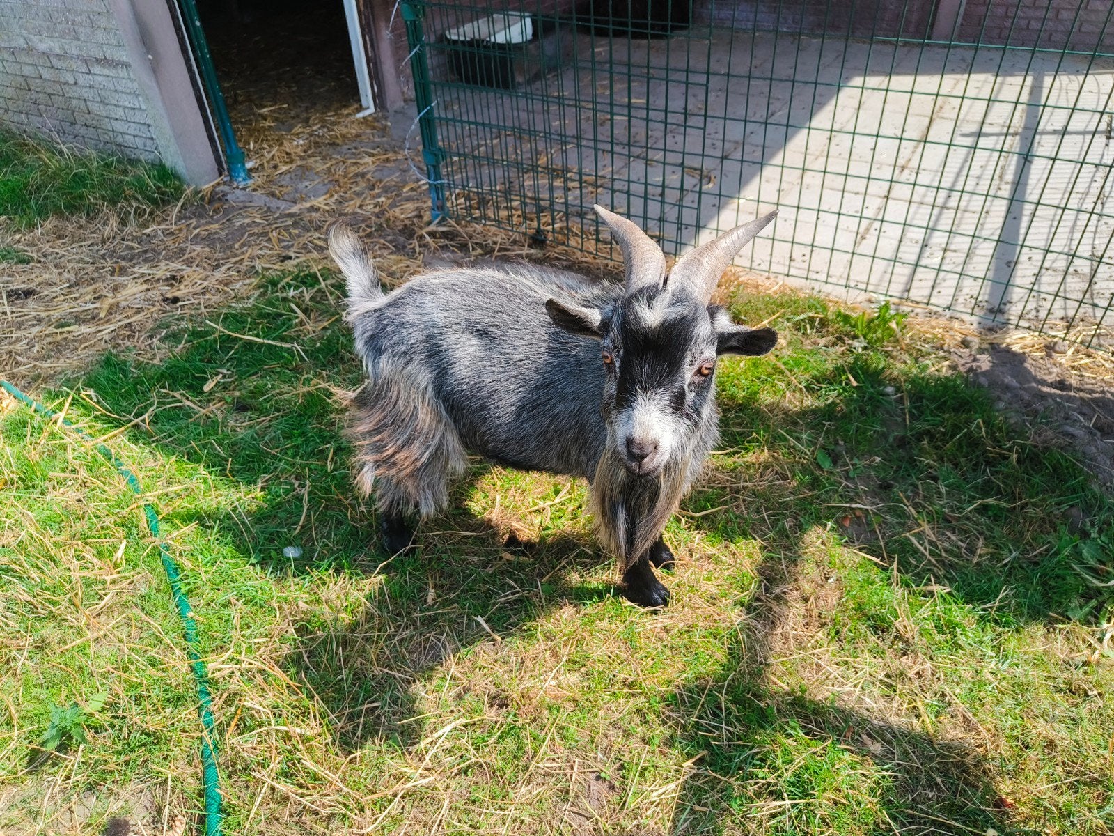 dwergbok te koop, Dieren en Toebehoren, Mannelijk, Geit, 0 tot 2 jaar