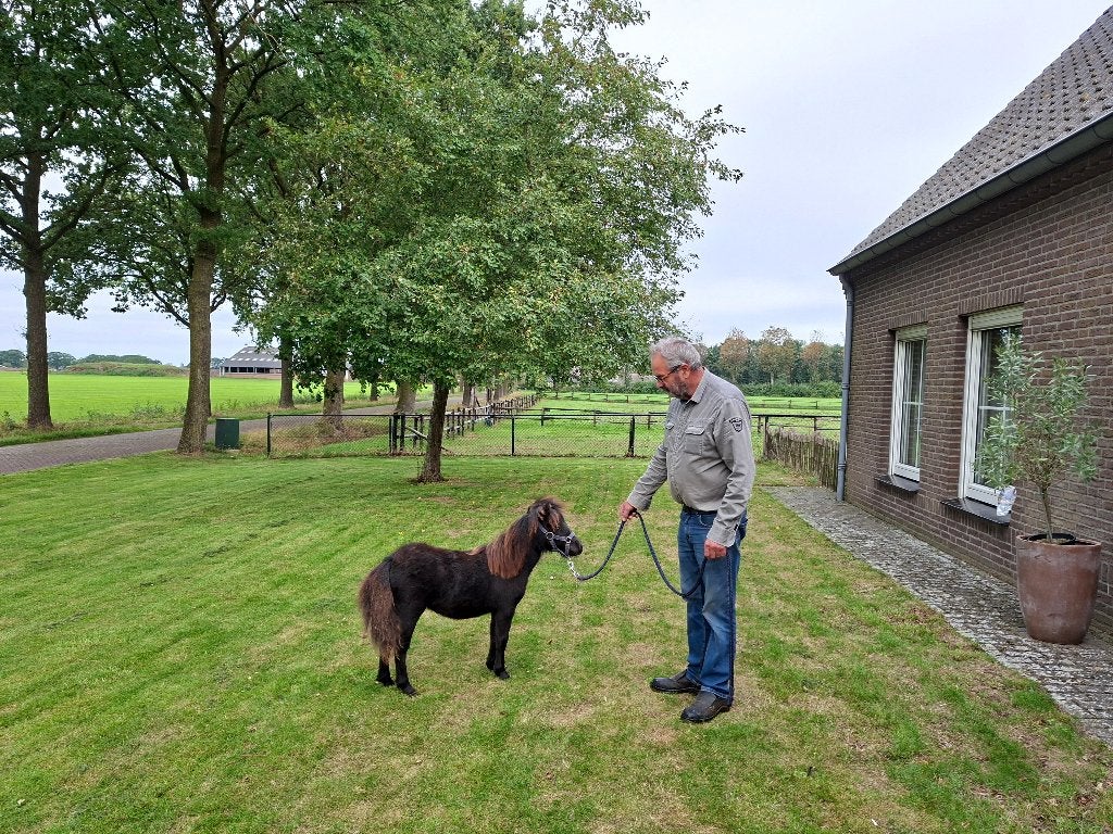 Super klein merrie veulentje, Dieren en Toebehoren, Merrie, A pony (tot 1.17m), Gechipt, 0 tot 2 jaar