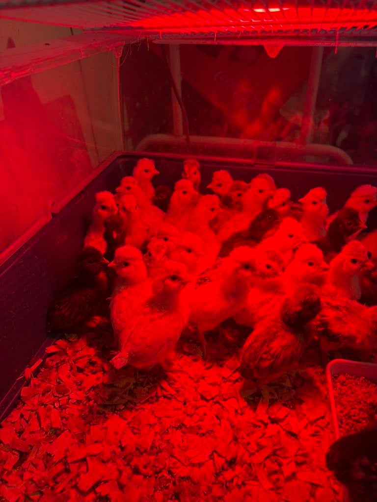 PADUA Kuikens 3 kopen en 1 gratis, Sexe inconnu, Poule ou poulet