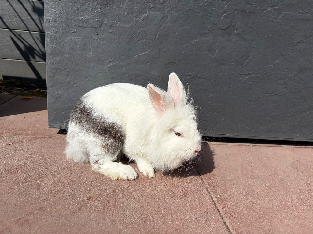 Konijntjes, Dieren en Toebehoren, Geslacht onbekend, Dwerg, 0 tot 2 jaar