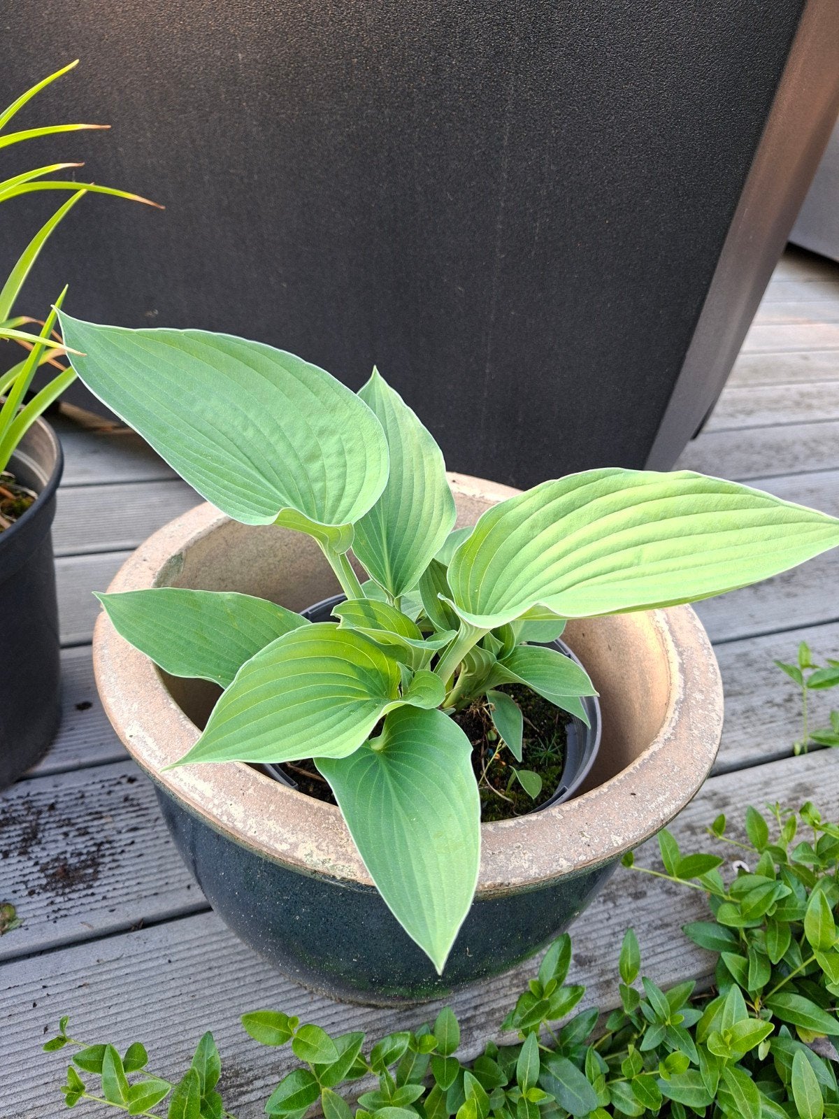 Hosta met gratis bloempot, Tuin en Terras, Planten | Tuinplanten, Ophalen