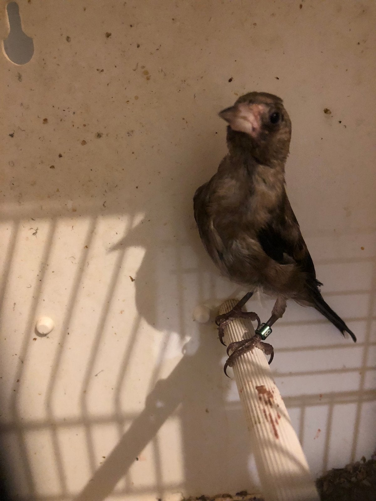 Chardonnerets a partir de 150€, Dieren en Toebehoren, Meerdere dieren, Wildzangvogel, Tam