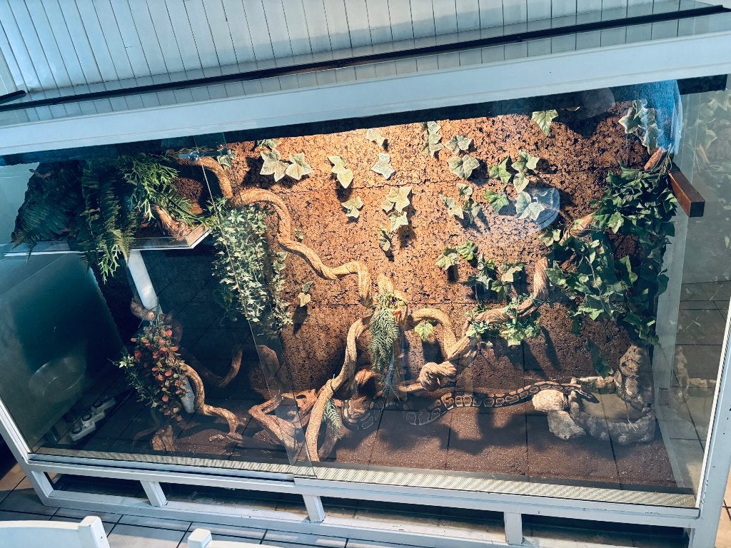 Terrarium, Ophalen, Gebruikt, Terrarium of Paludarium