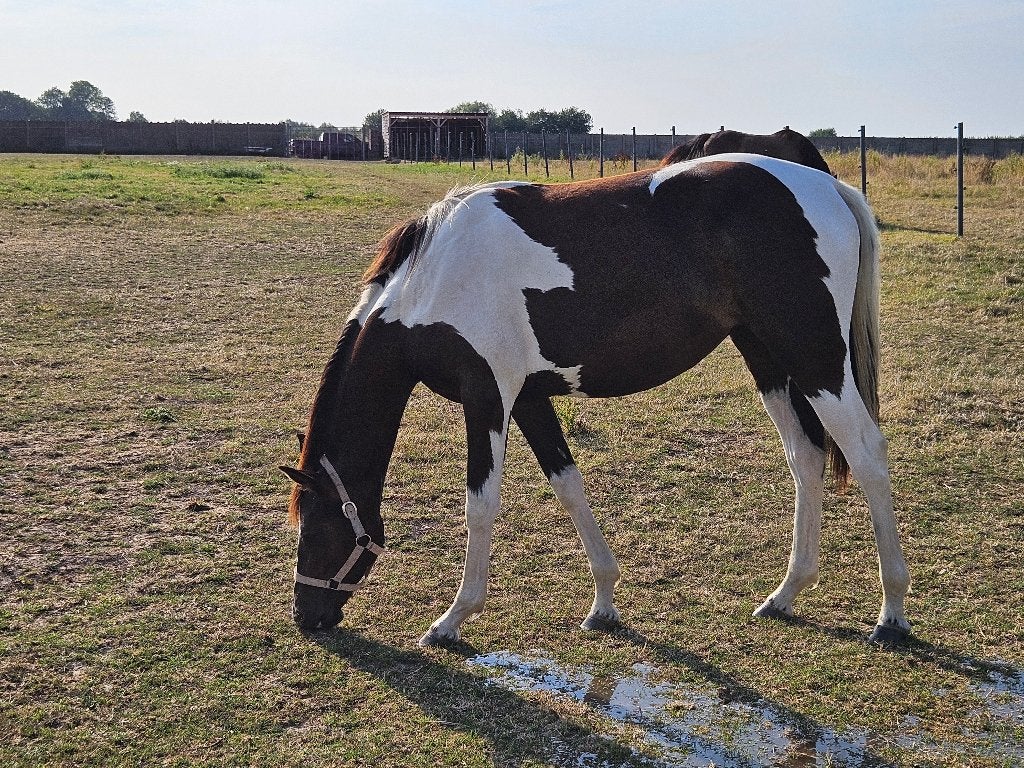Bonte jaarling merrie, Dieren en Toebehoren, Merrie, Springpaard, 160 tot 165 cm, Gechipt