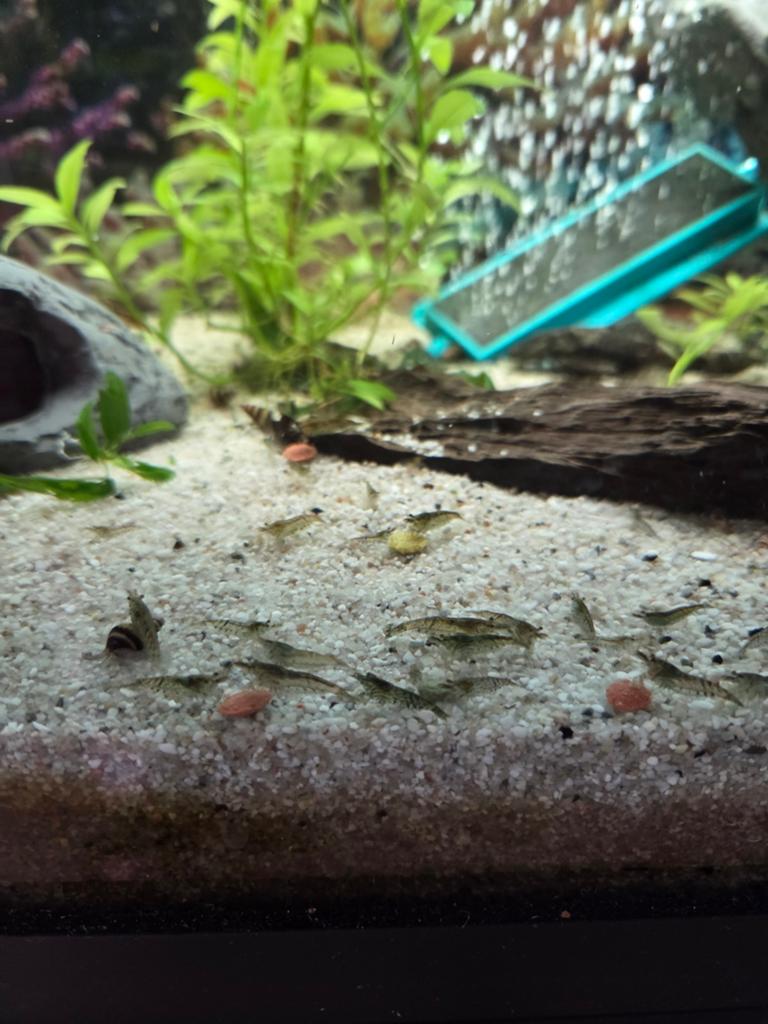 30tal wildkleur garnalen zo snel mogelijk weg, Dieren en Toebehoren, Vissen | Aquariumvissen