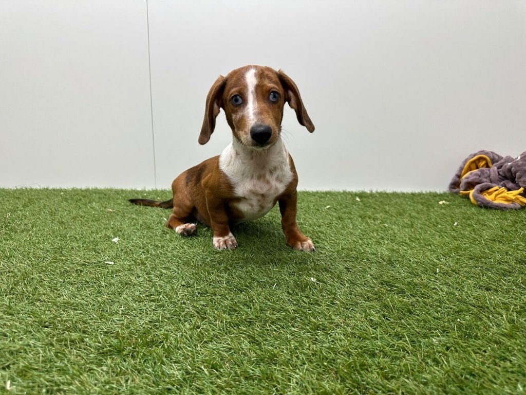 Chiot adolescent Teckel nain