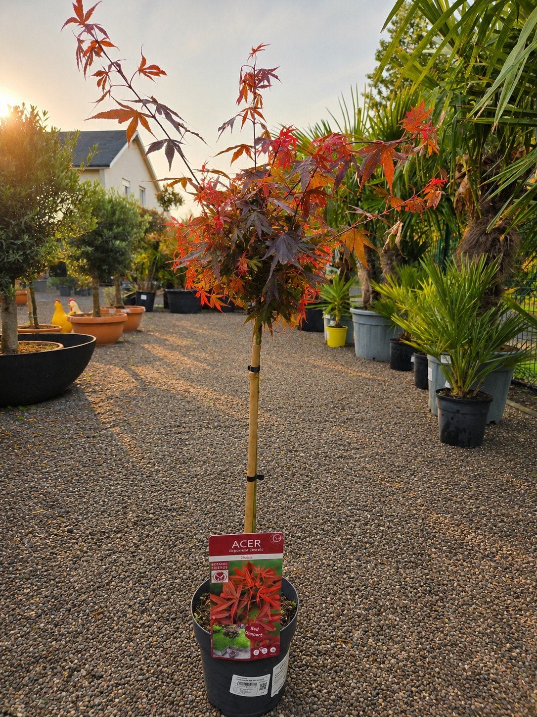 Acer Palmatum - Shaina", Jardin & Terrasse, Enlèvement