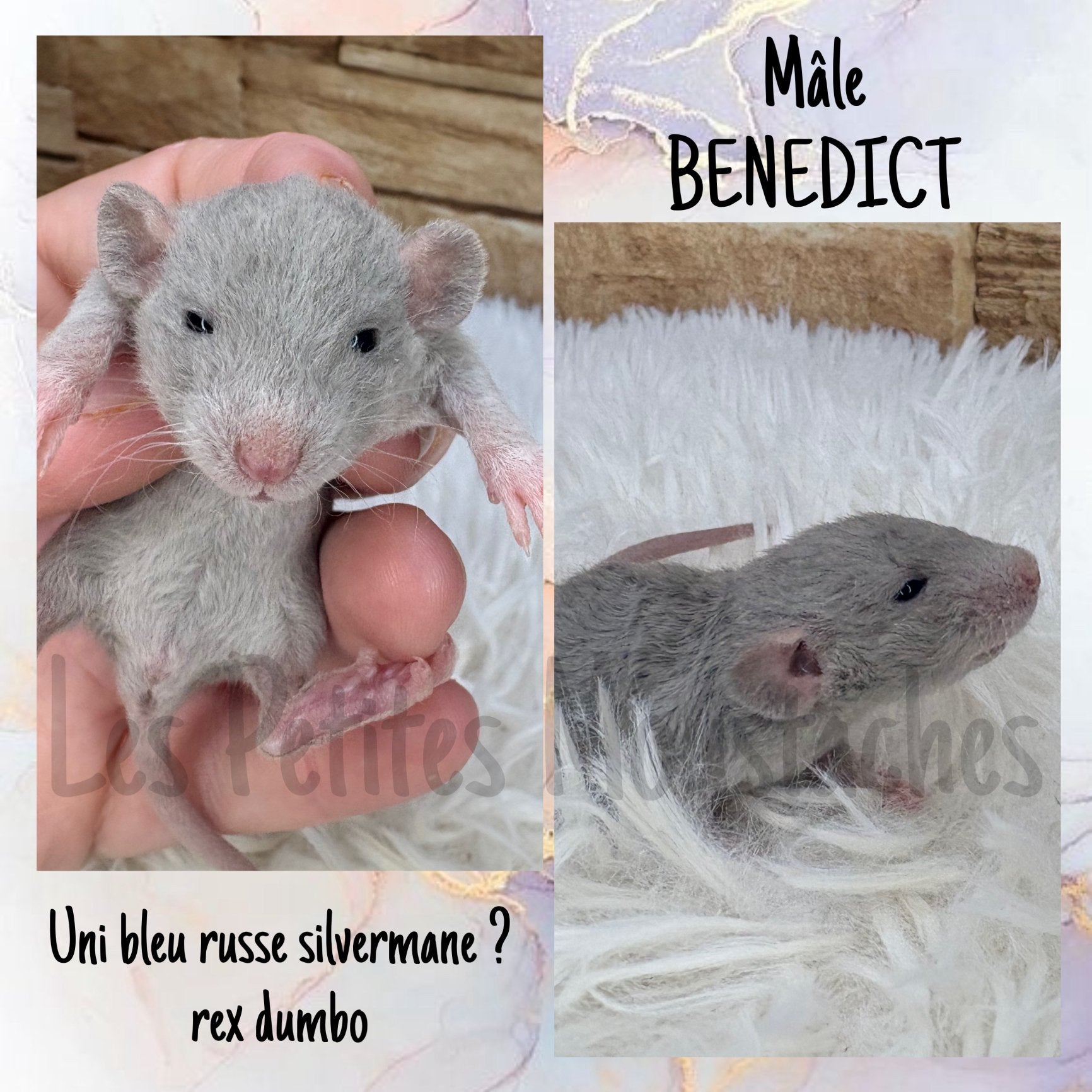 Ratons,rats dumbo, silvermane, rex, Animaux & Accessoires, Enlèvement