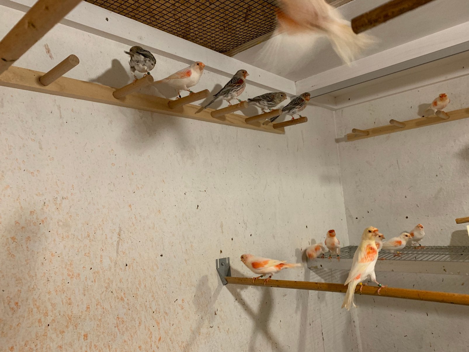 Laatste jonge Mozzaieken
