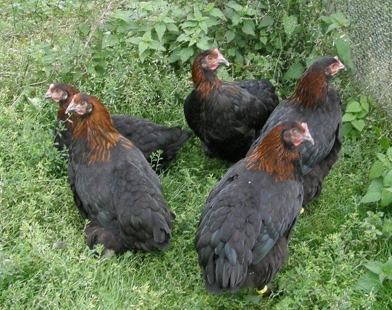 Kleurleggers: Marans, Araucana, Creamlegbar, Eurocana, Dieren en Toebehoren, Kip
