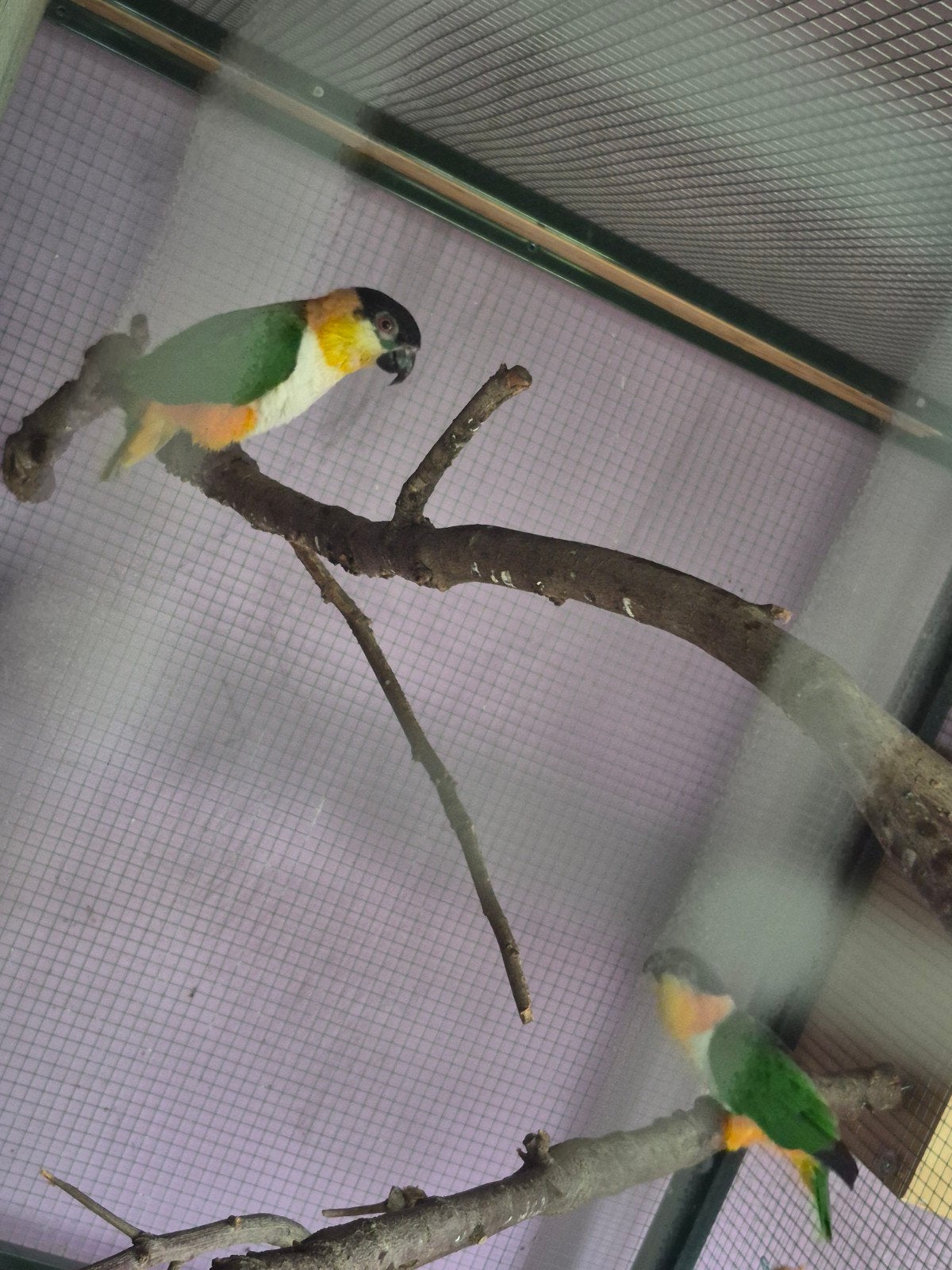 oiseaux a vendre, Parkiet