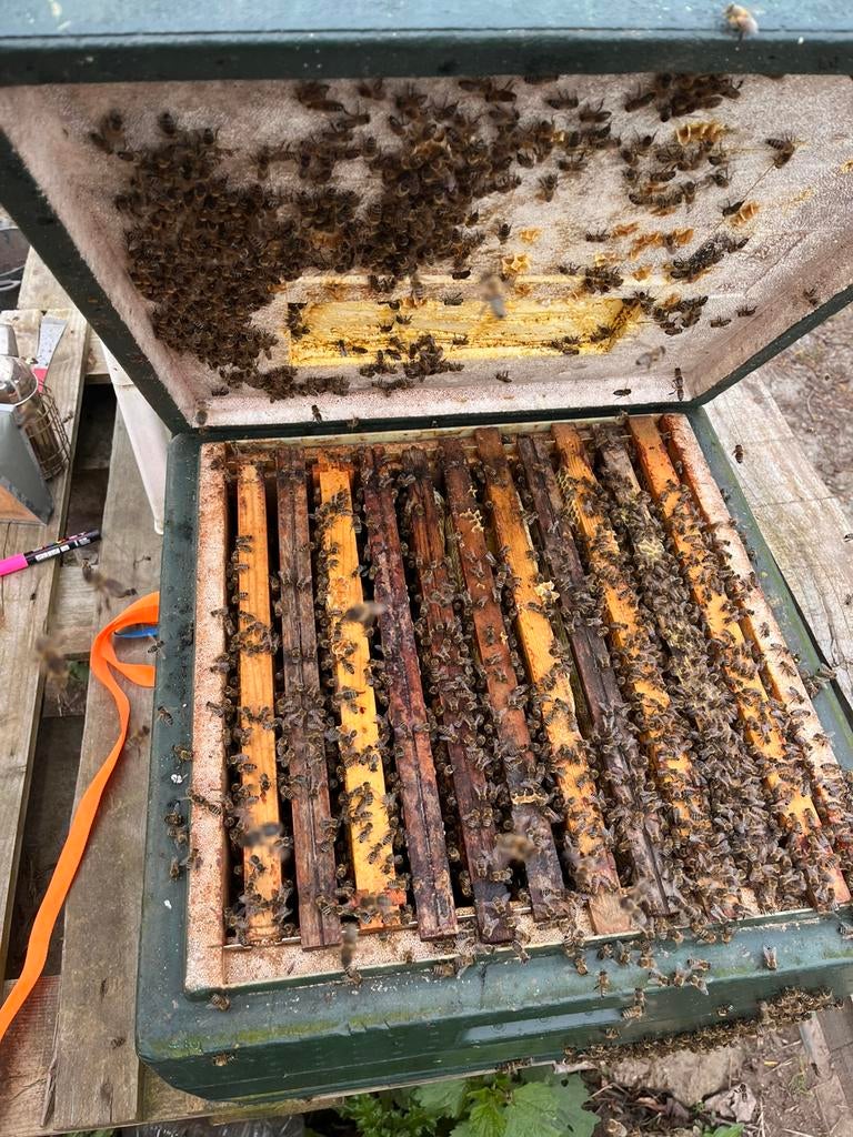 Carnica bijenvolk, Bijen