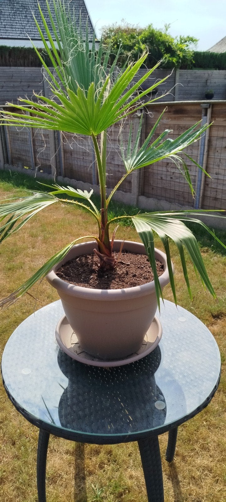 Palmboom Mexican fan palm, Tuin en Terras, Ophalen