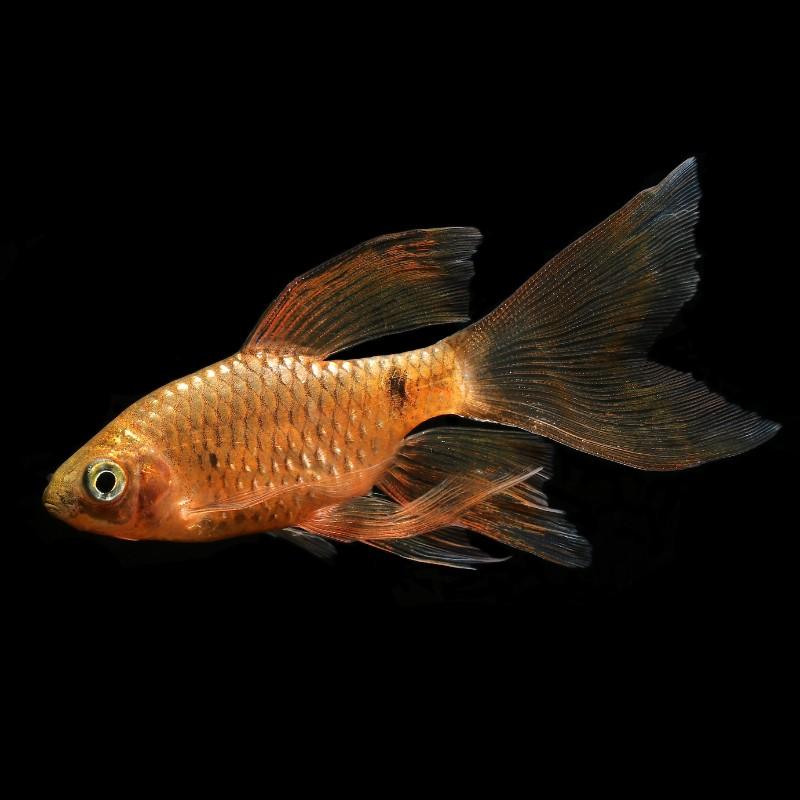 9x Longfin Rosy Barbs (Pethia conchonius), Dieren en Toebehoren