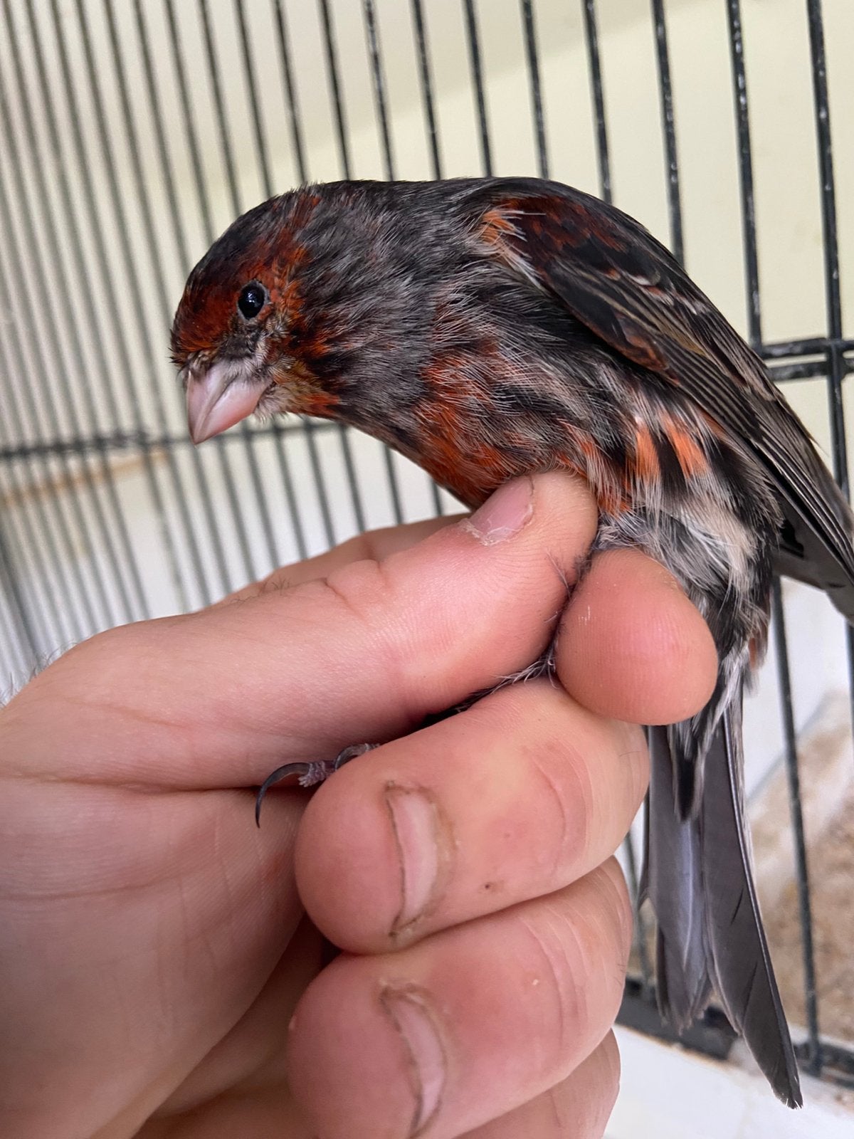 Zwart rood mozaïek kanarie koppel 2025, Meerdere dieren, Geringd