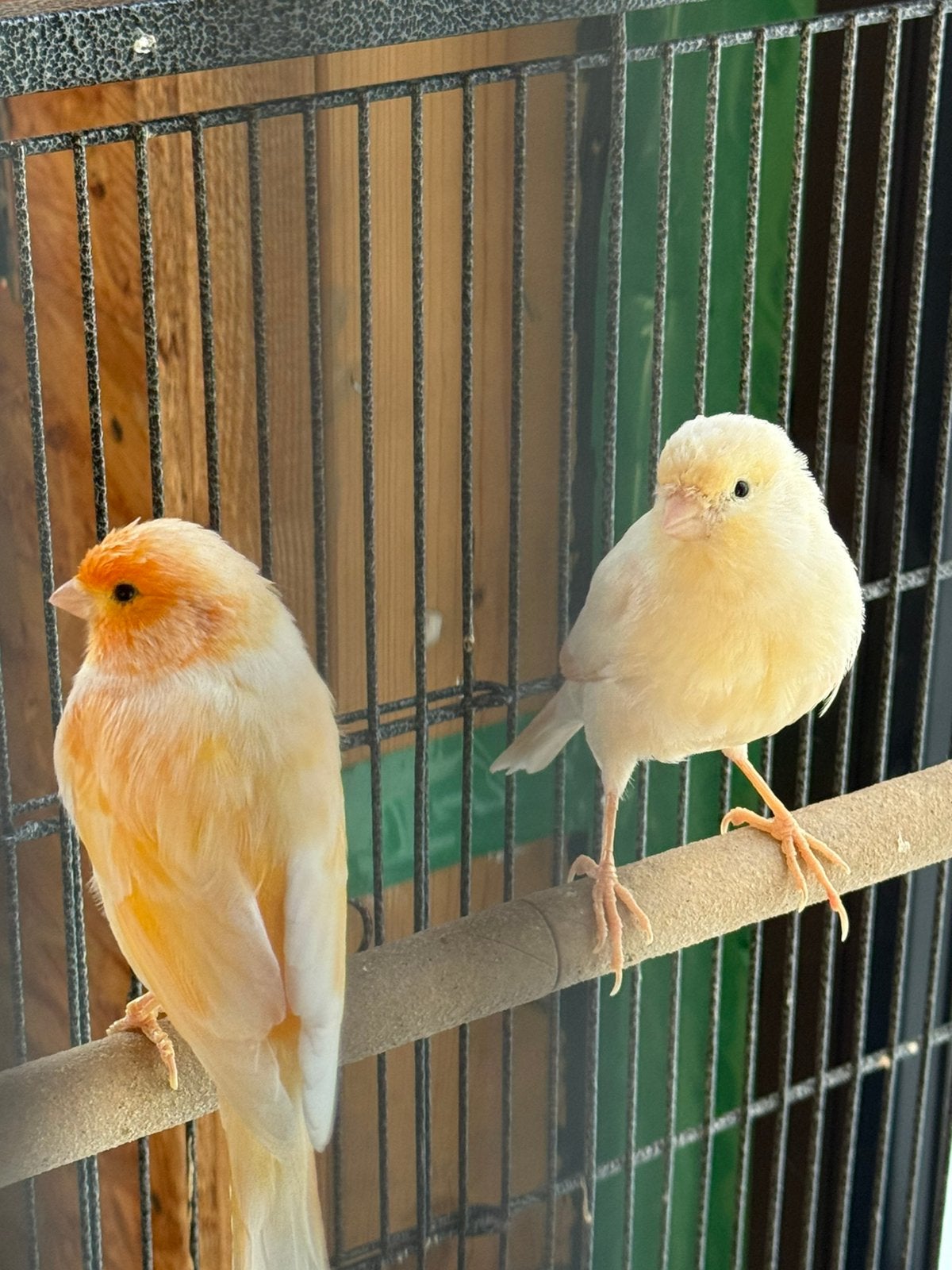 Koppel kanarie man en pop met grote papegaaien kooi