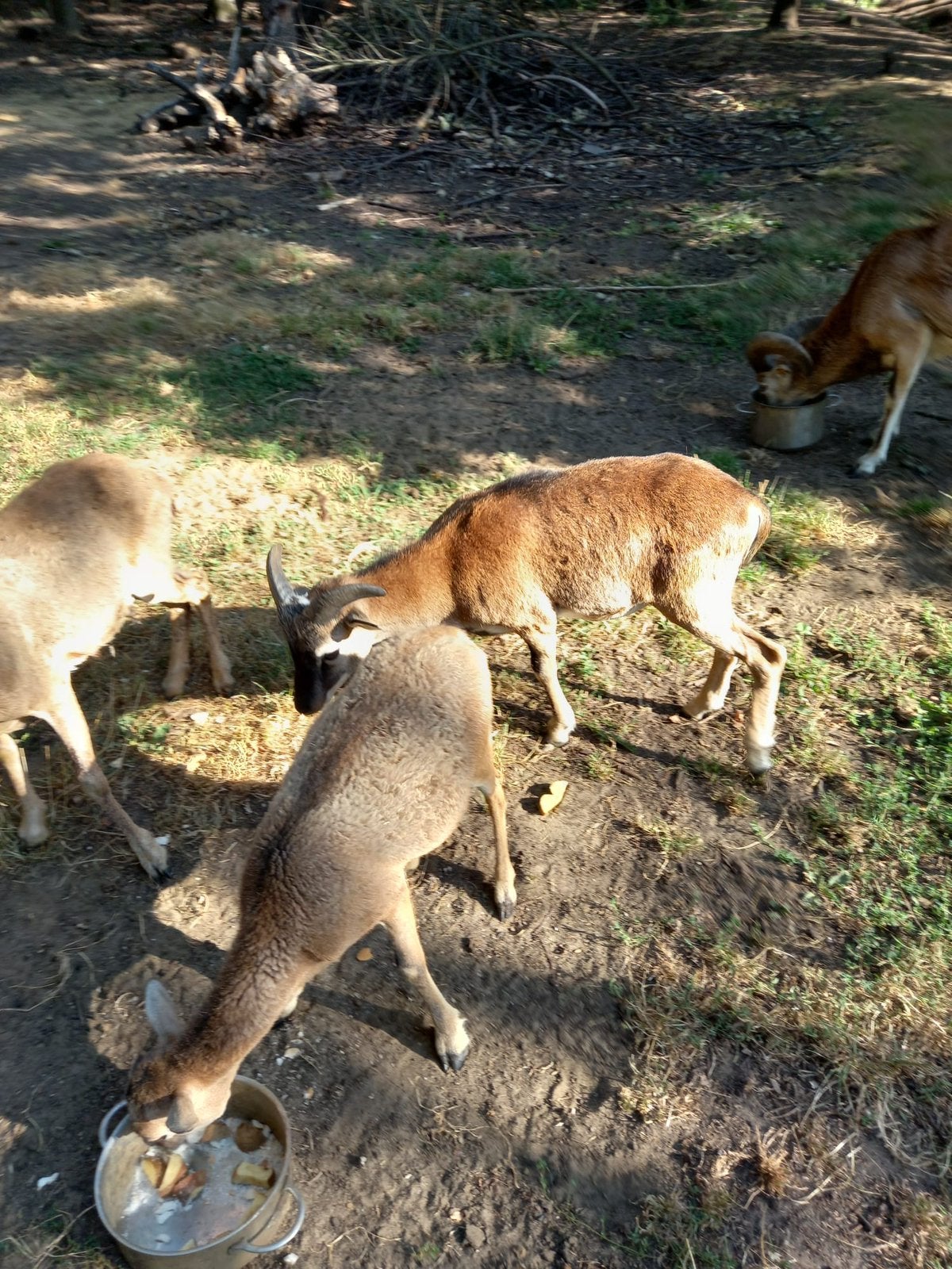 Moeflon wild schaap, Plusieurs animaux, Mouton, 0 à 2 ans